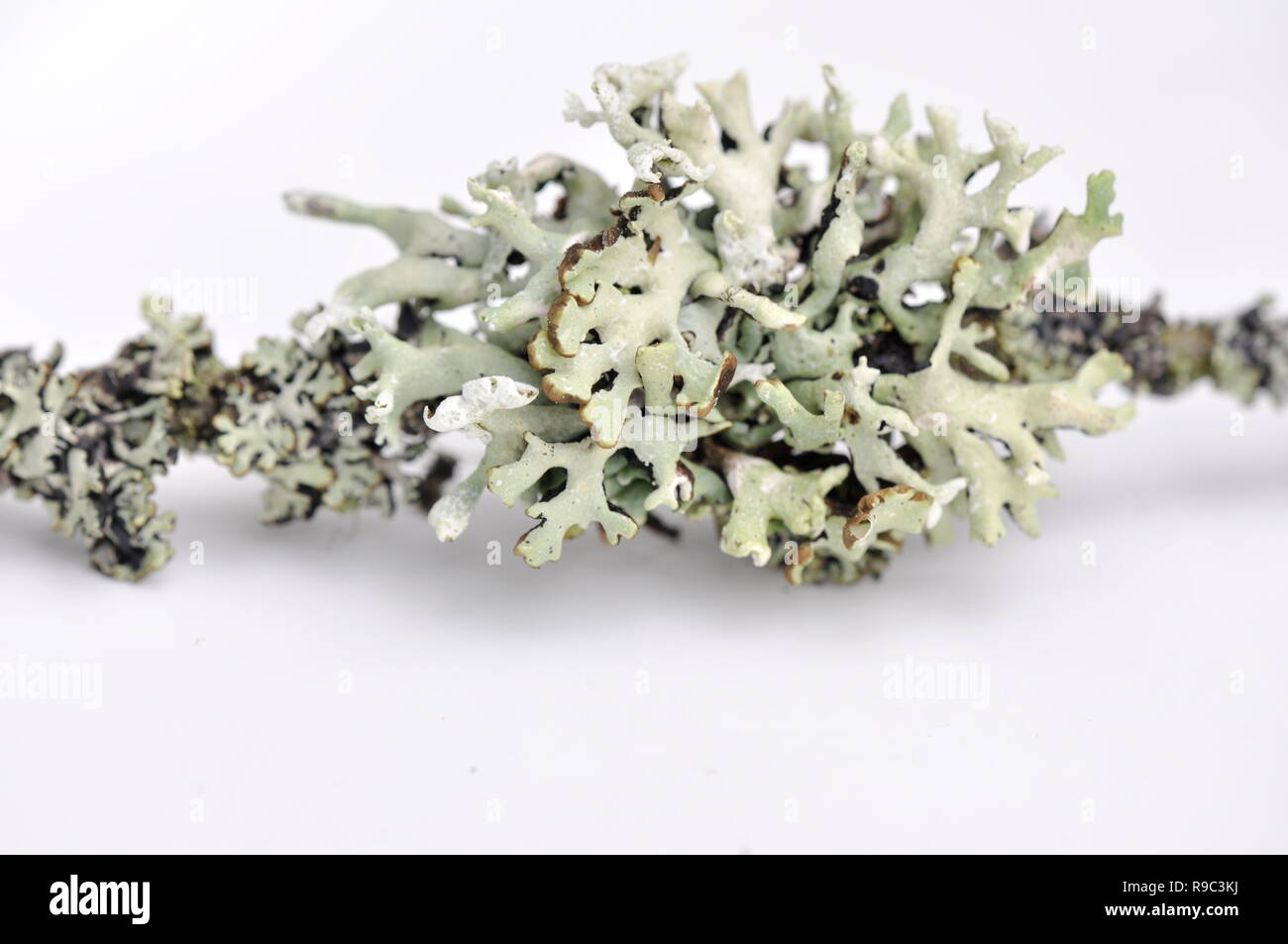 White tube lichen Hypogymnia physodes Stock Photo