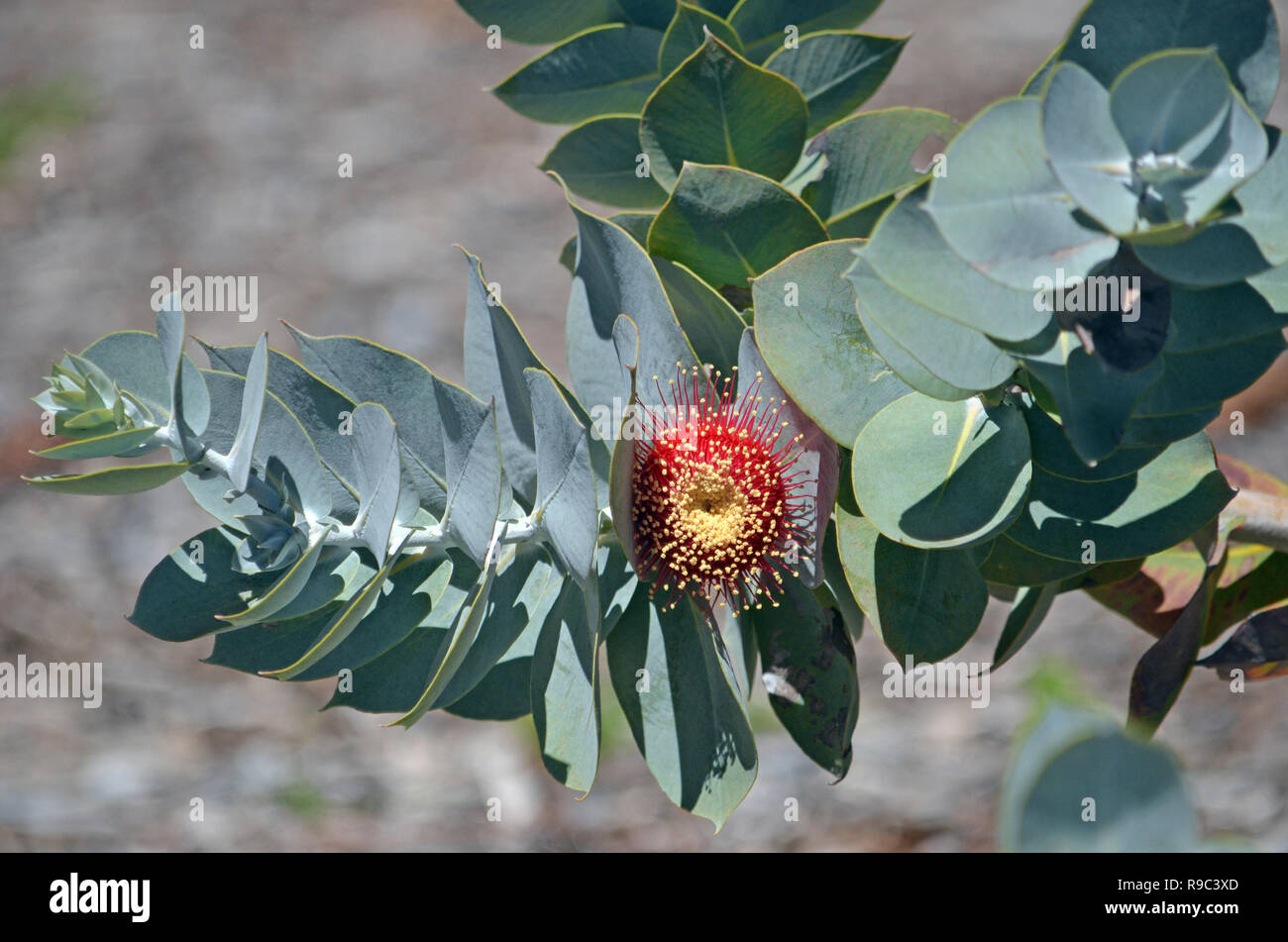 Foliage and blossom of the Australian native Mottlecah, Eucalyptus macrocarpa, family Myrtaceae. Endemic to Western Australia.Largest flowers of genus Stock Photo