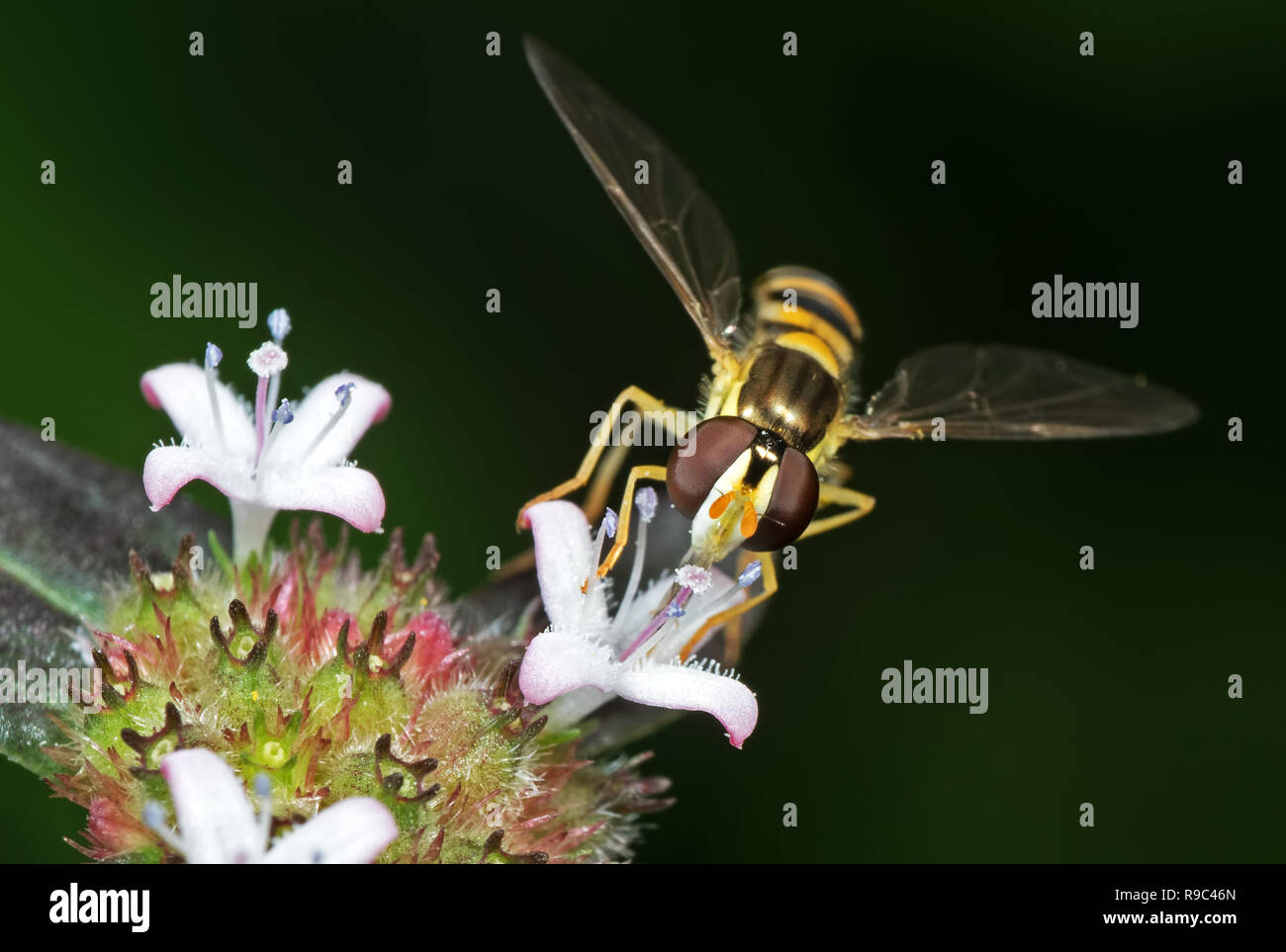 Macro Photography of Hoverfly Sucking Nectar from Flower Isolated on ...