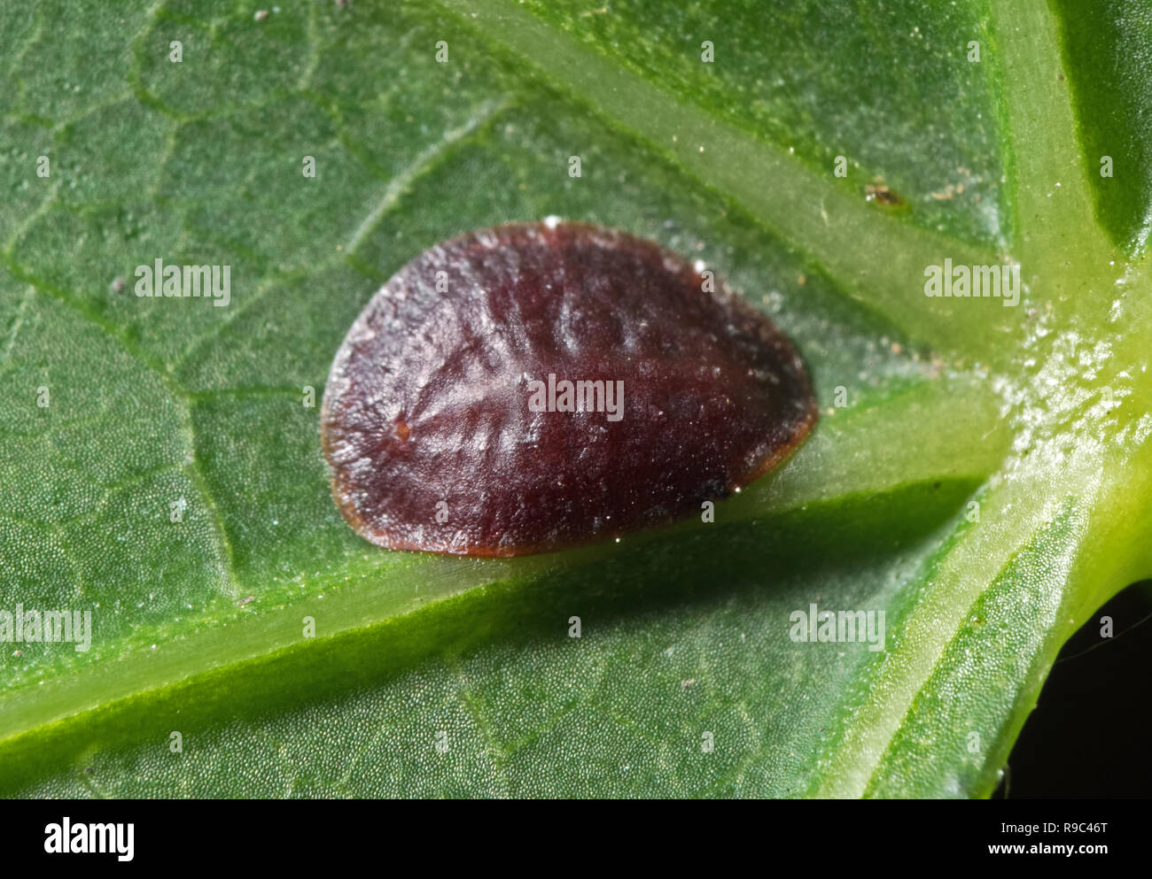 Macro Photography of Scale Insect - Coccidae on Green Leaf Stock Photo