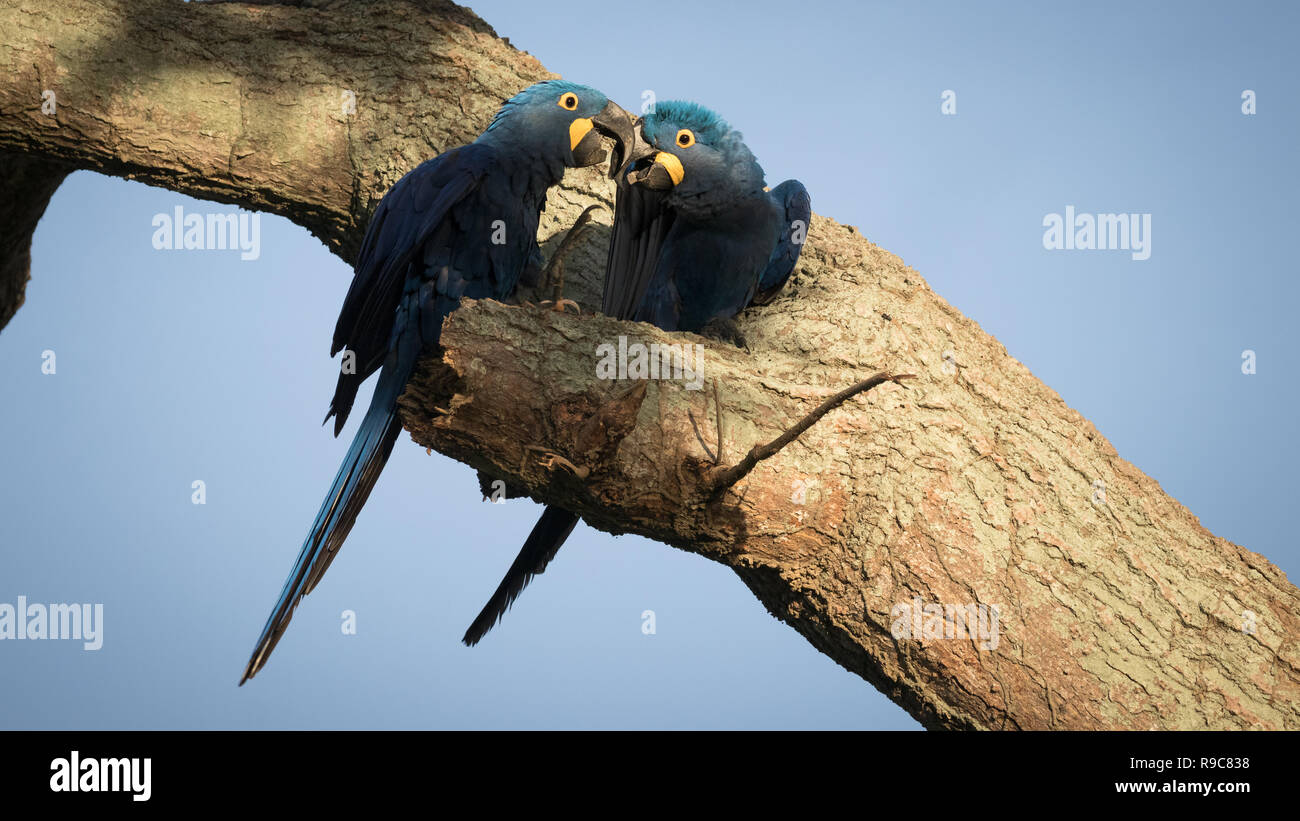 Hyacinth macaw in Pantanal Stock Photo