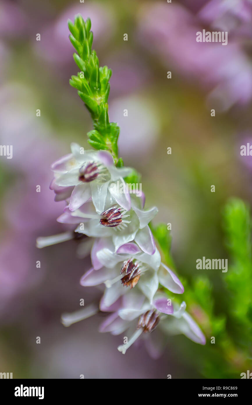 Heather (Erica) flowers and leaves on a dark background, soft focus, close-up Stock Photo