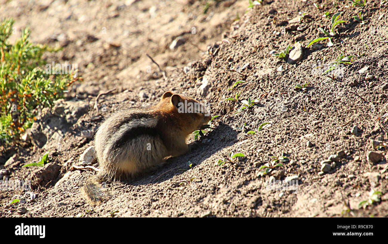 The red-tailed chipmunk (Neotamias ruficaudus) is a species of rodent in the family Sciuridae. Stock Photo