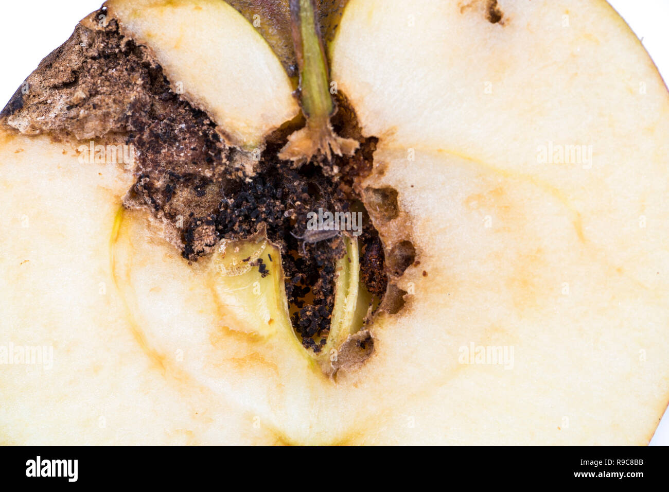 Close up Boring trace of a codling moth Cydia Pomonella, in a half middle wormy apple. Scab, oidium, mushroom Stock Photo