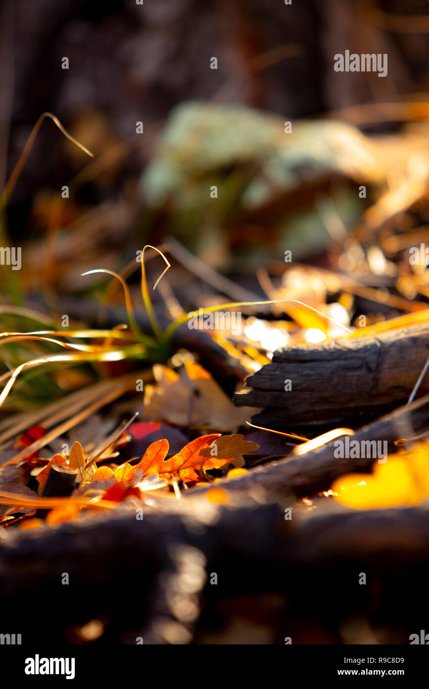 Forest floor during fall hi-res stock photography and images - Alamy