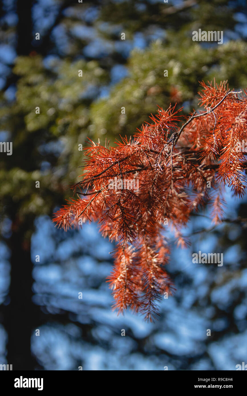 Dead pine tree in Arizona’s Mogollon Rim Stock Photo Alamy