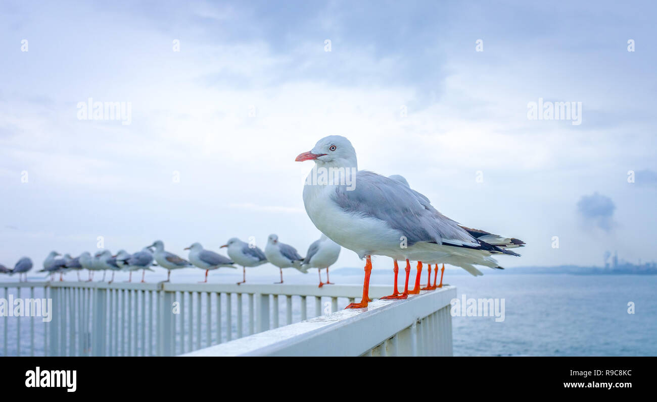 Everyday surrealism, funny line up of seagulls one appearing to have many red legs. Stock Photo