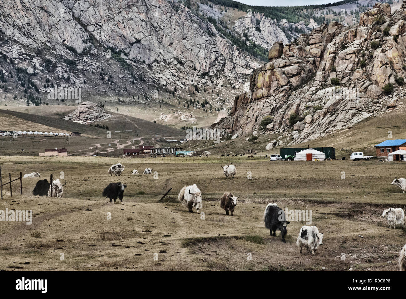 Views of Yaks in Mongolia Stock Photo - Alamy