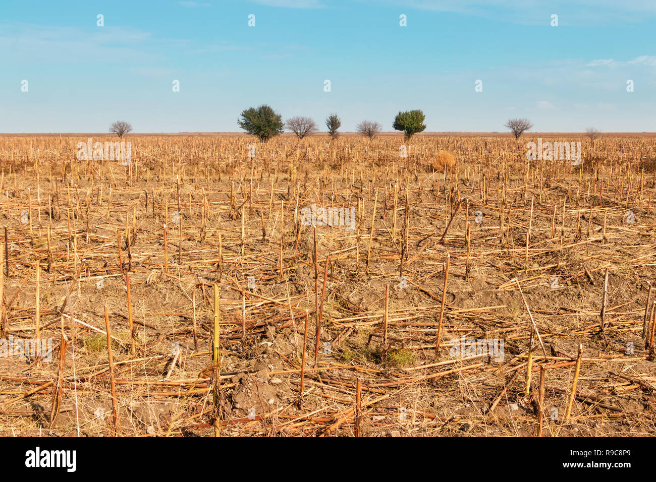 West azerbaijan-wheat harvest Stock Photo