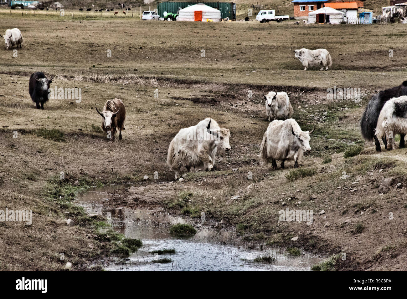 Views of Yaks in Mongolia Stock Photo - Alamy