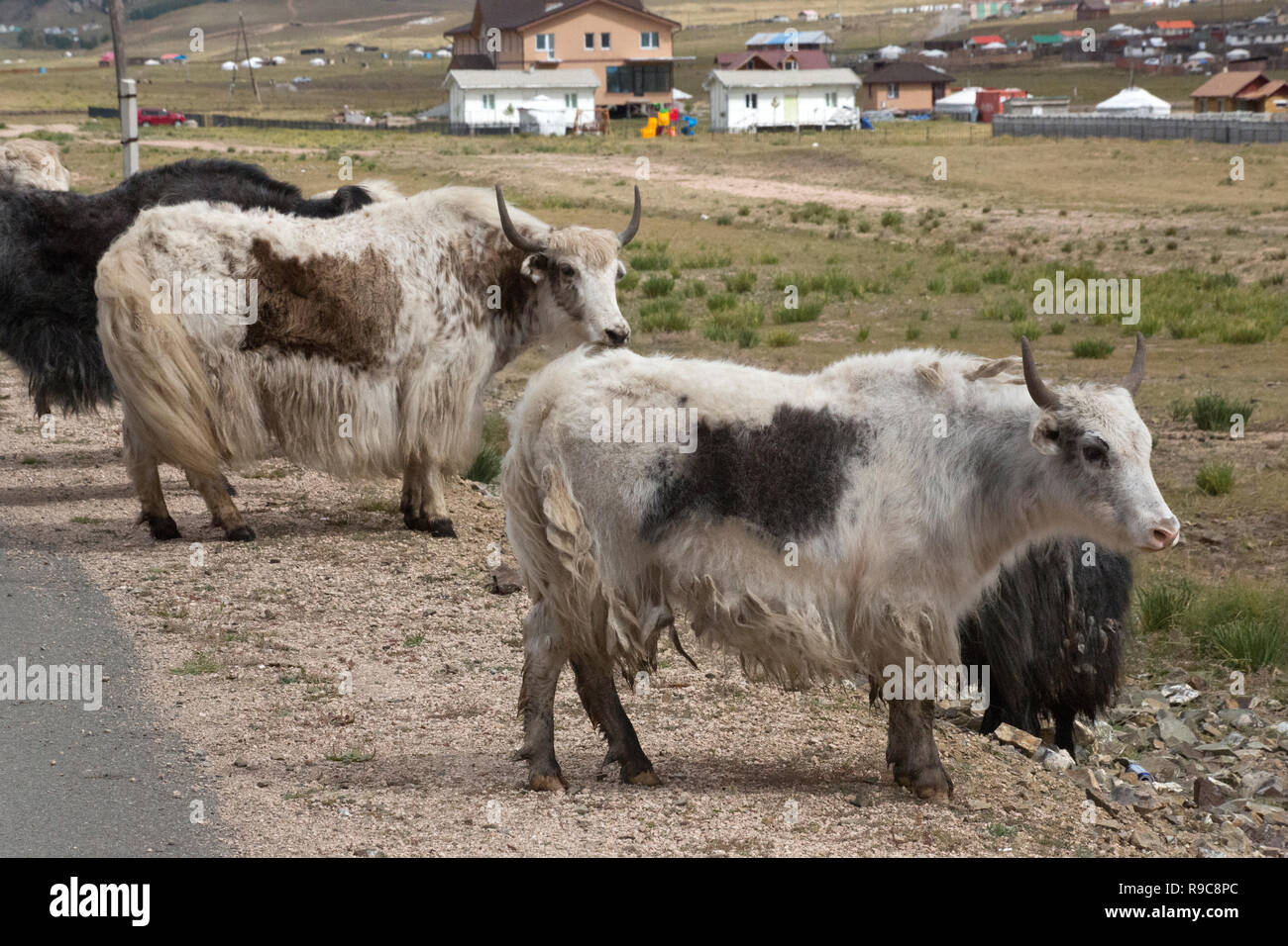 Views of Yaks in Mongolia Stock Photo - Alamy