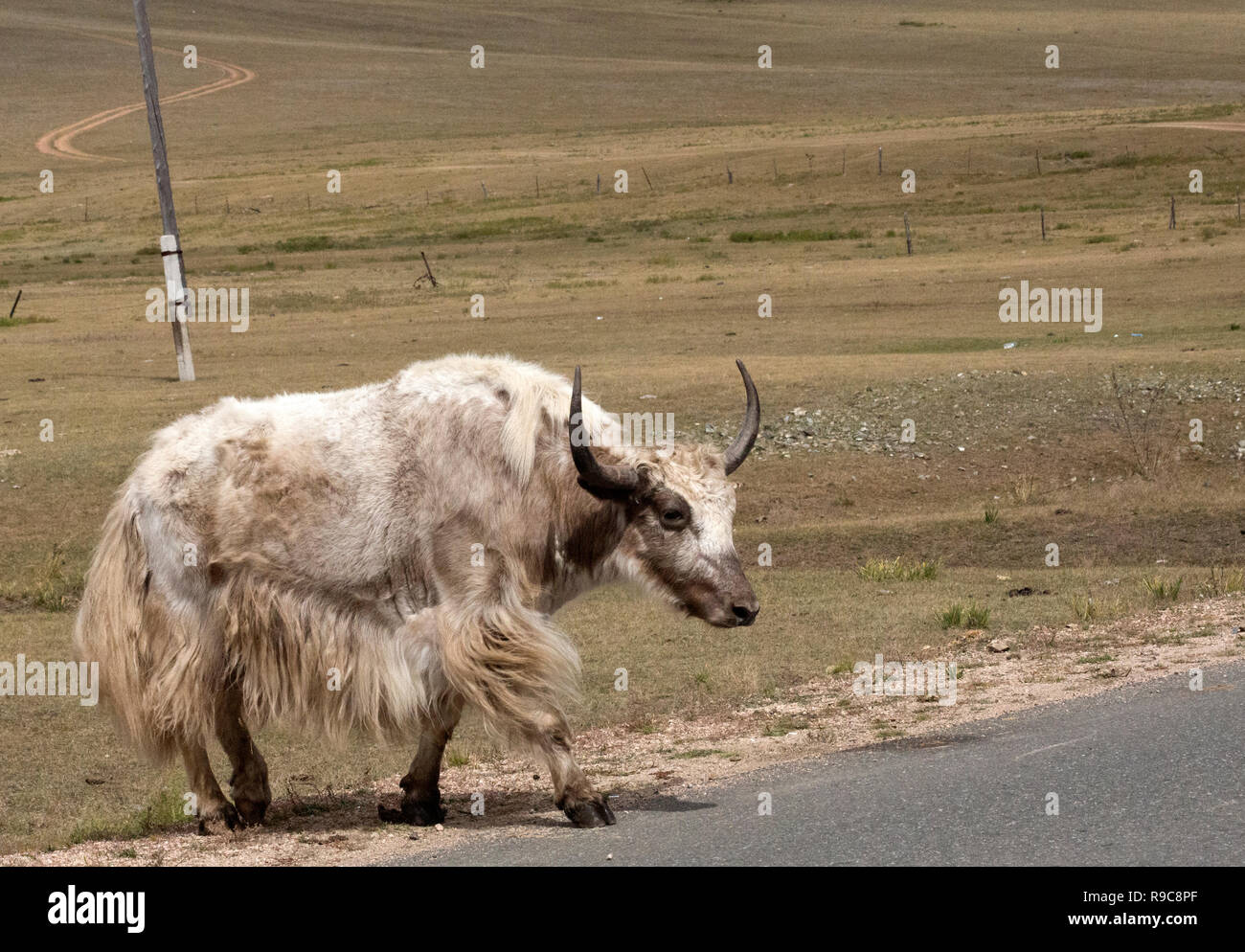 Views of Yaks in Mongolia Stock Photo - Alamy