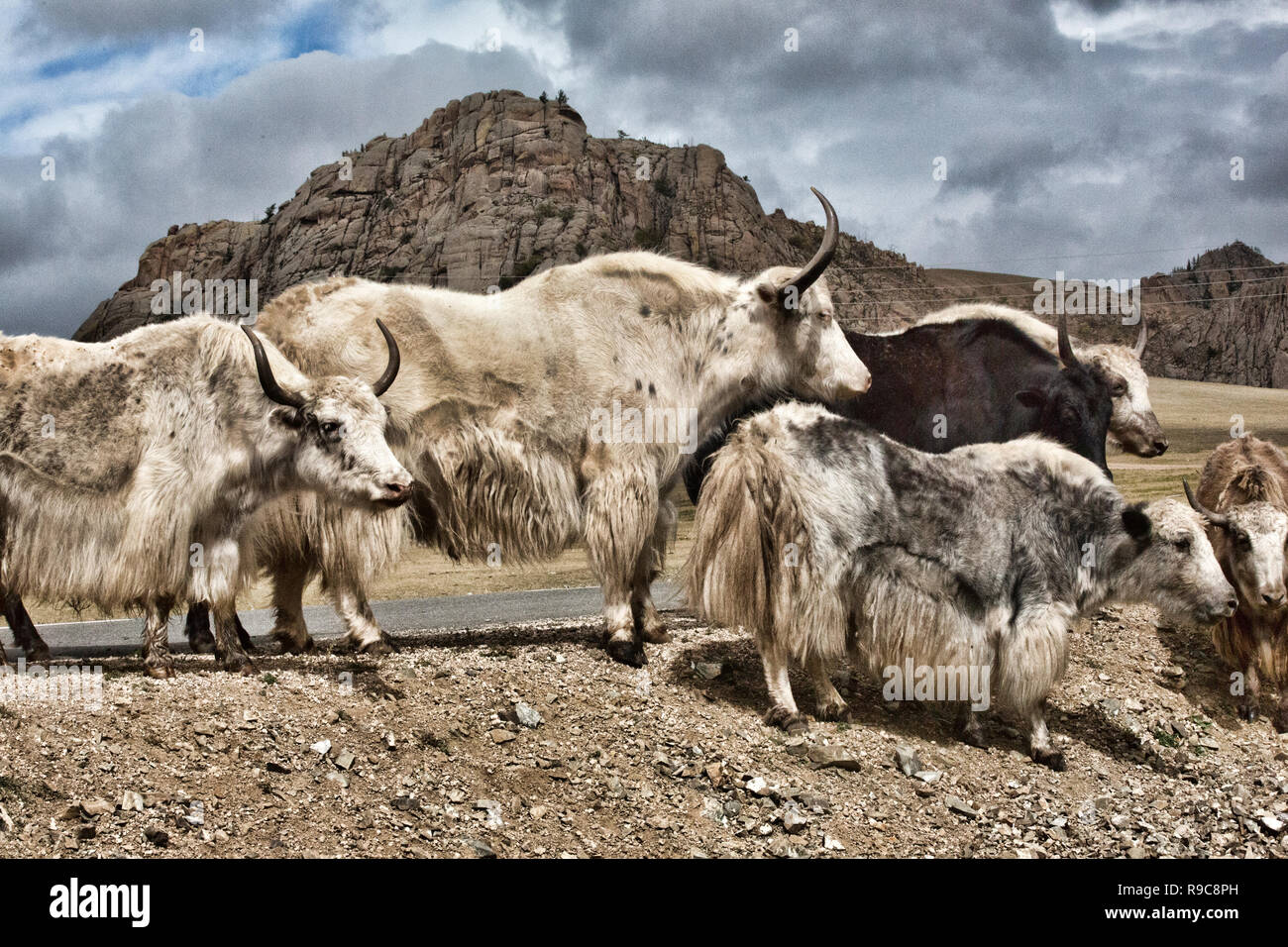 Views of Yaks in Mongolia Stock Photo - Alamy