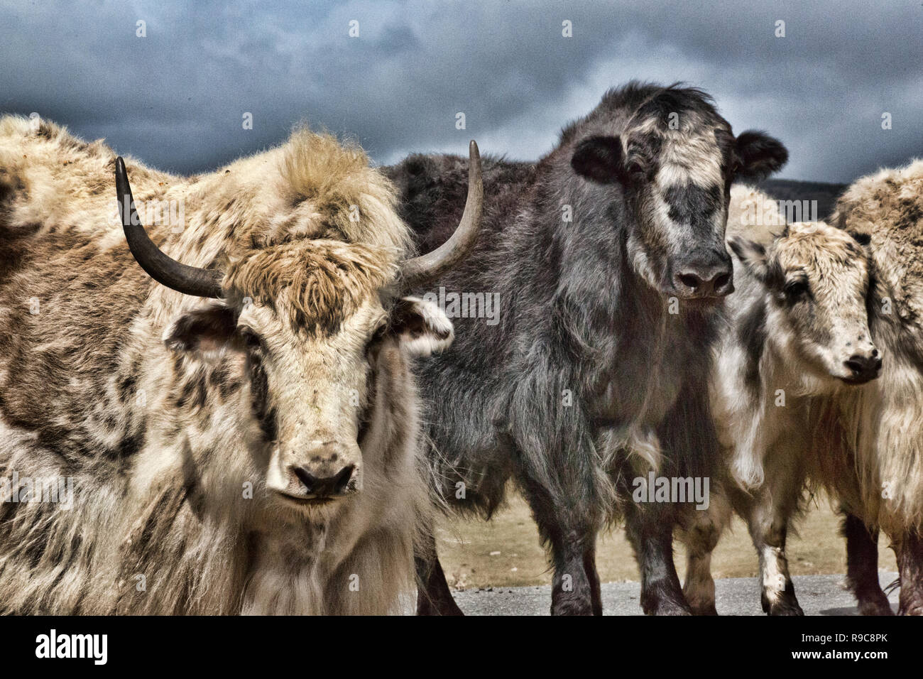 Views of Yaks in Mongolia Stock Photo - Alamy