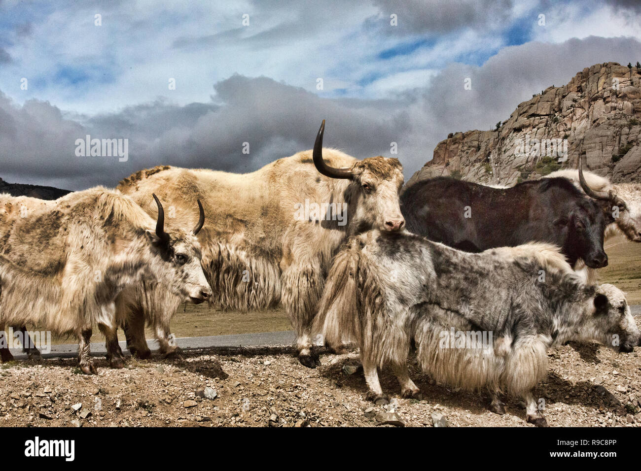 Views of Yaks in Mongolia Stock Photo Alamy Views of Yaks in Mongolia Stock Photo Alamy