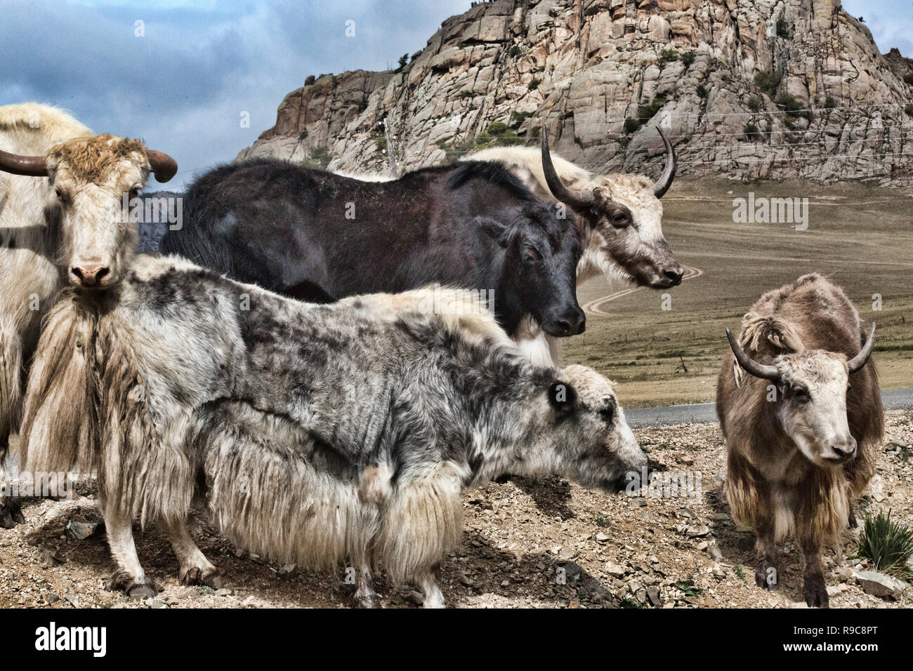 Views of Yaks in Mongolia Stock Photo - Alamy