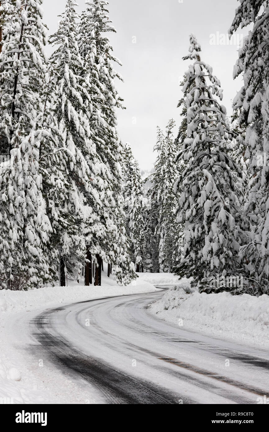Road through snowy forest Stock Photo