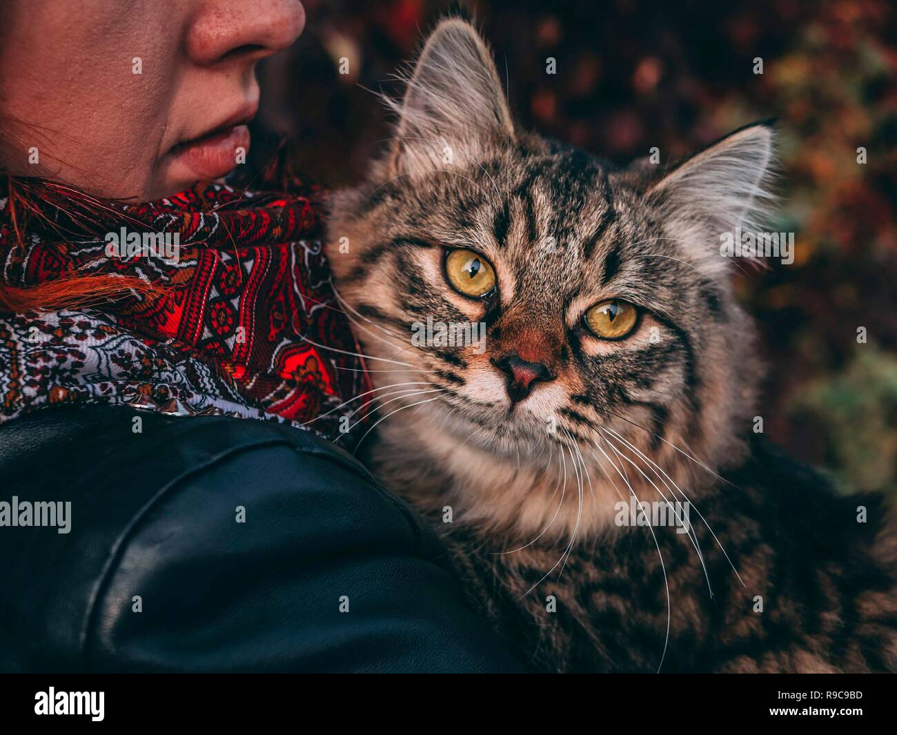 cat in a leather jacket