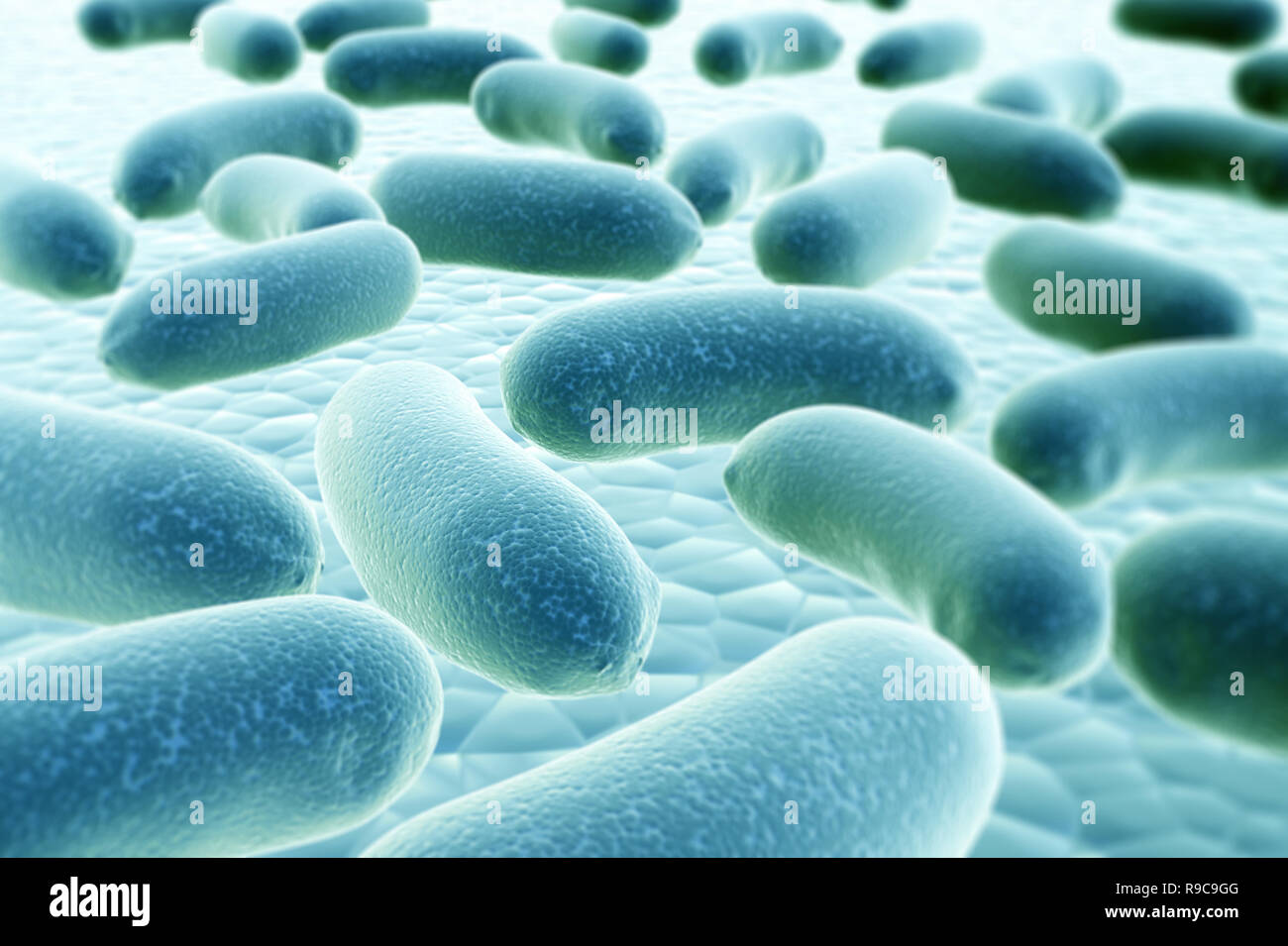 Pathogen bacteria hi-res stock photography and images - Alamy