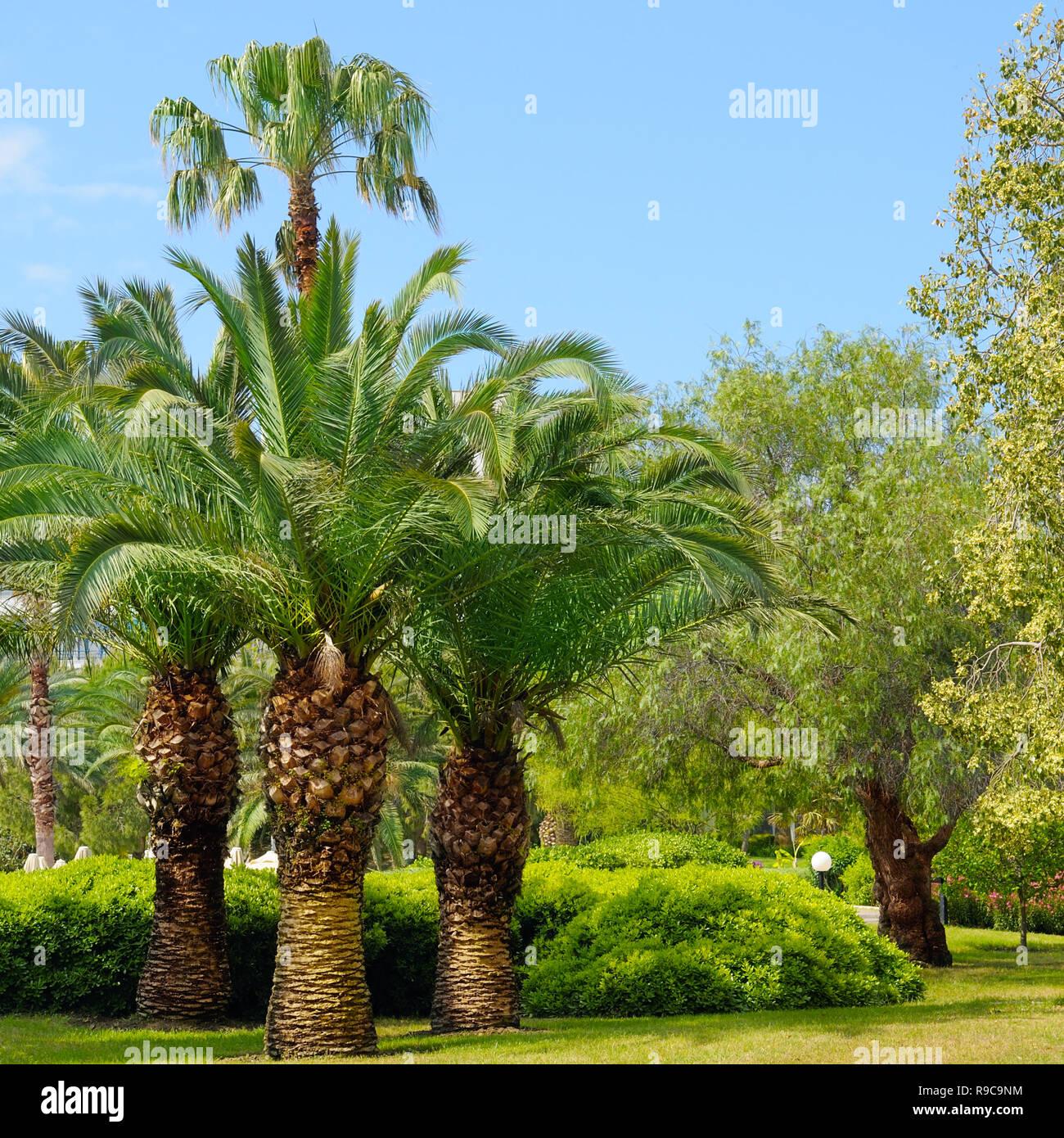 tropical garden with palm trees and lawn Stock Photo - Alamy