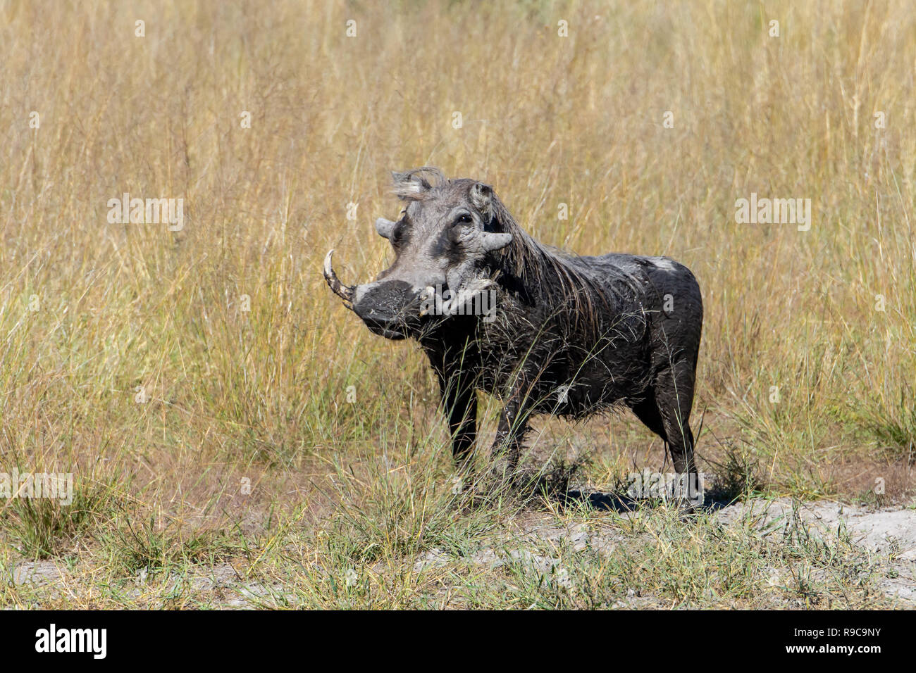 Common warthog (Phacochoerus africanus) in Botswana, Africa Stock Photo