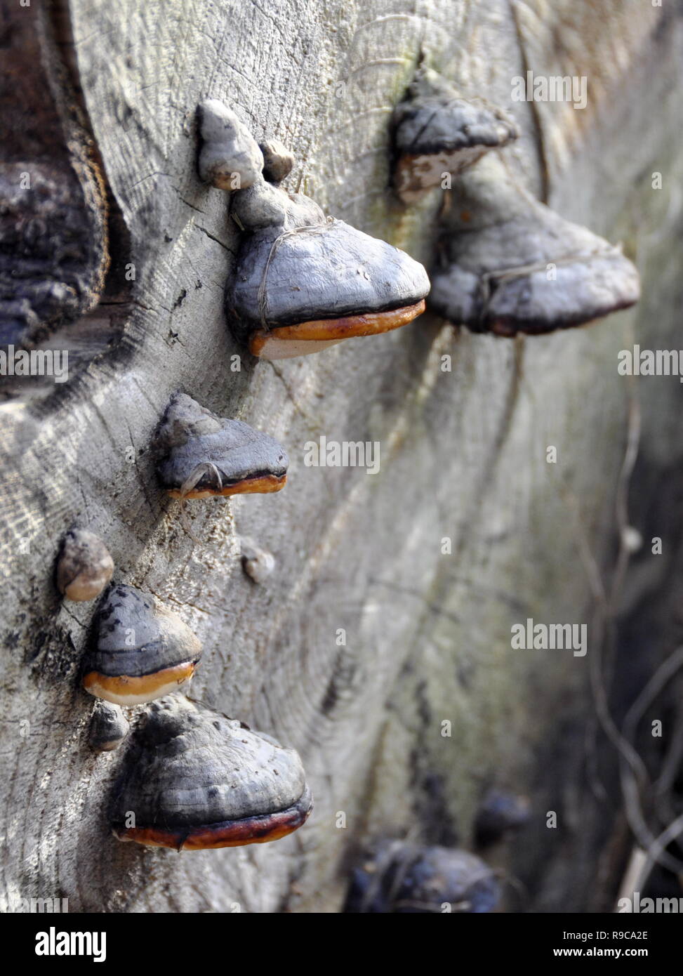 Red-belt conk Fomitopsis pinicola growing on a trunk Stock Photo