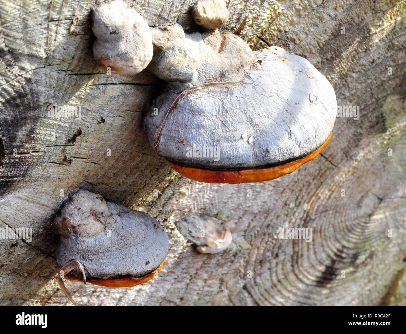 Red-belt conk Fomitopsis pinicola growing on a trunk Stock Photo