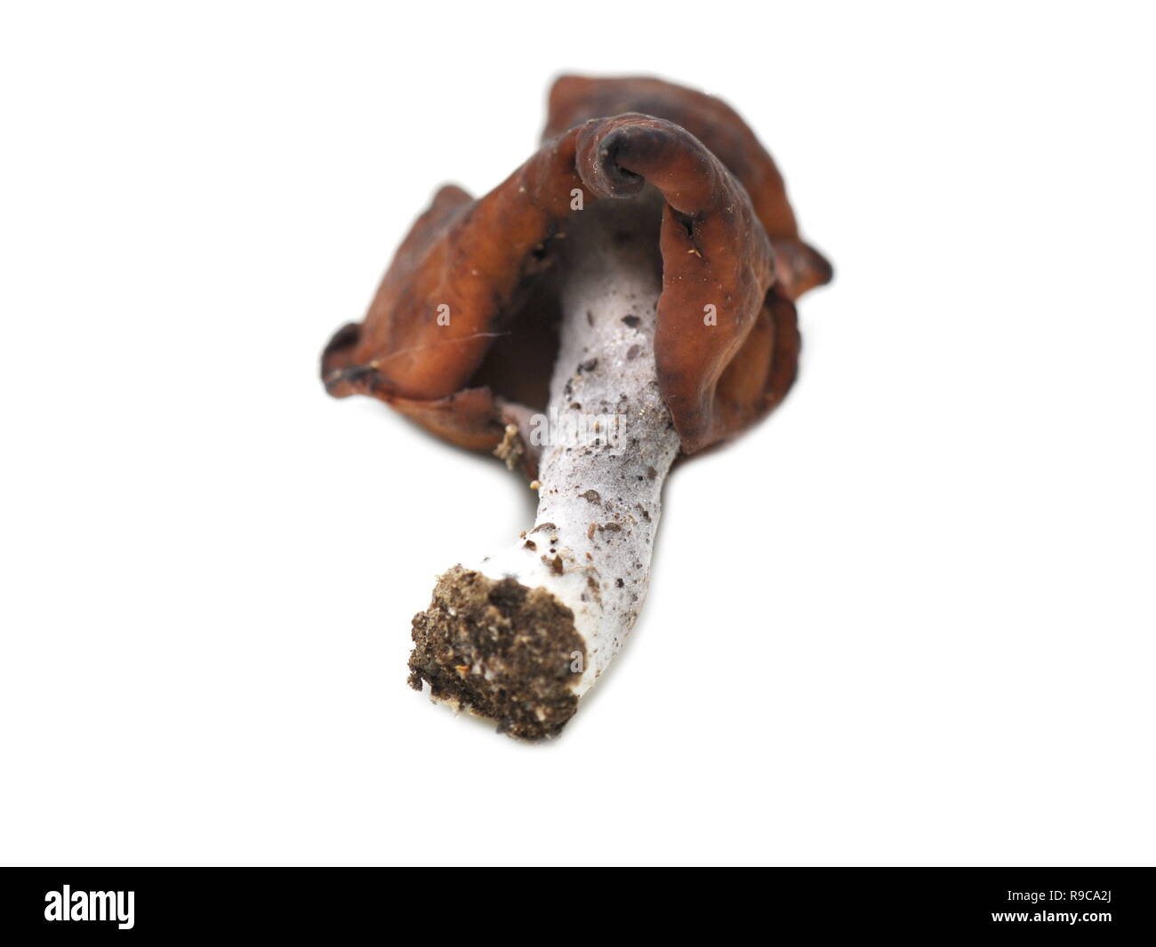 The elfin saddle mushroom Gyromitra infula isolated on white background Stock Photo