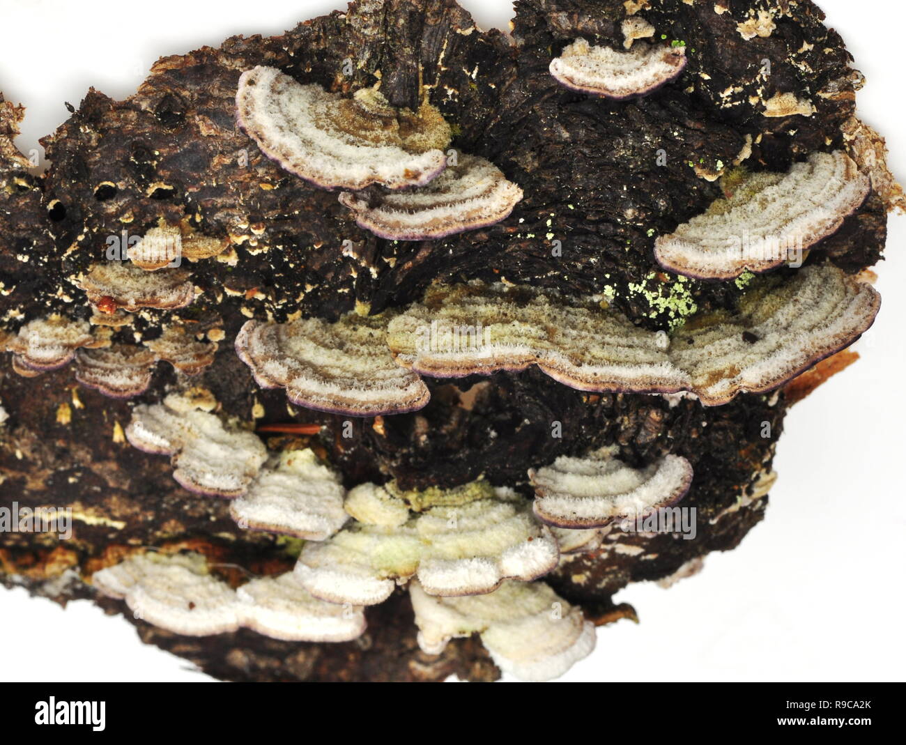 The saprophytic fungus Trichaptum abietinum growing on the bark of a conifer tree Stock Photo