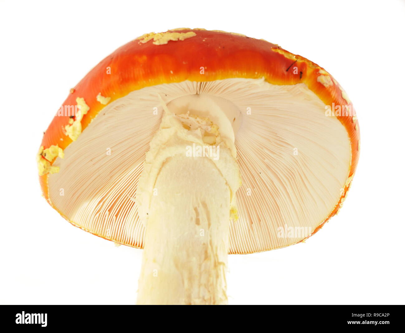 Red fly agaric mushroom isolated on white bakground Stock Photo