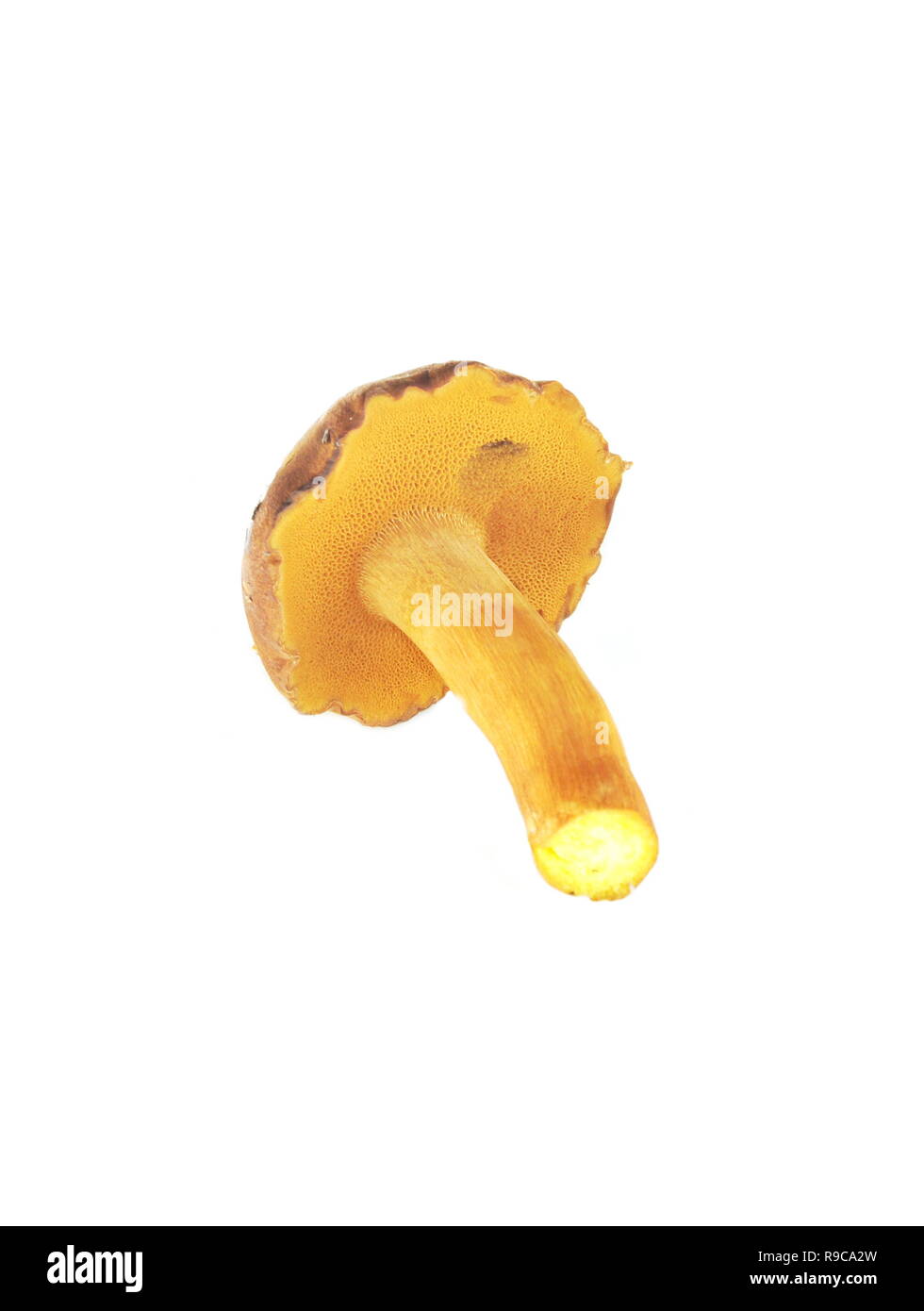 Peppery bolete Chalciporus piperatus isolated on white background Stock Photo