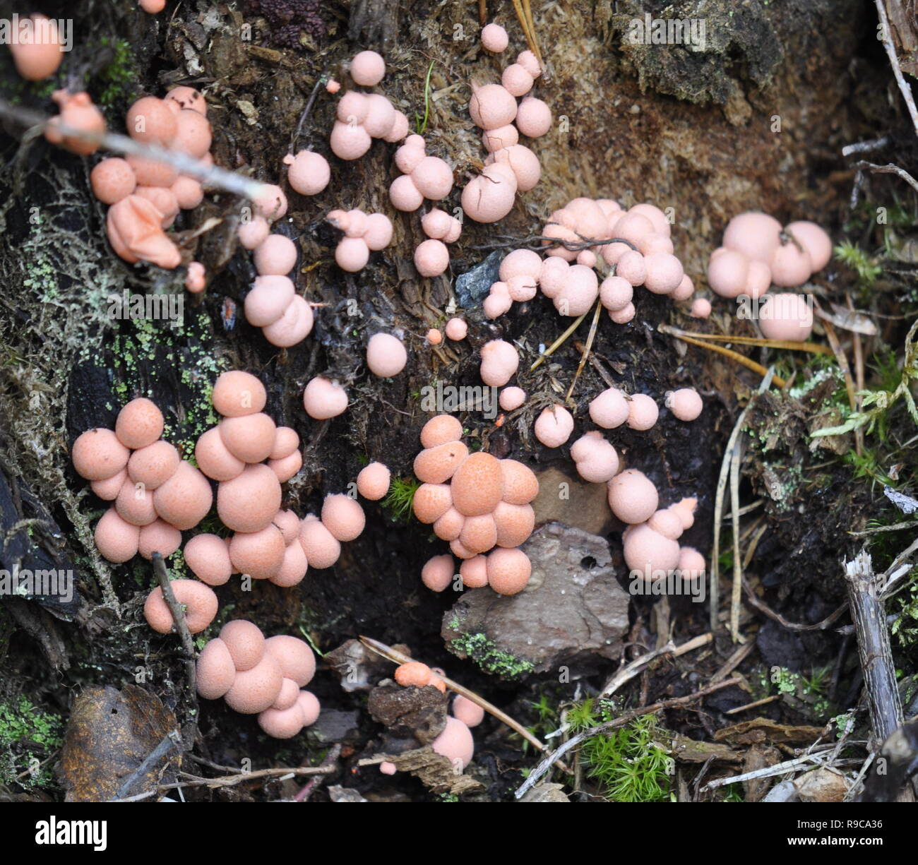 Wolf's milk Lycogala epidendrum growing on a stump Stock Photo