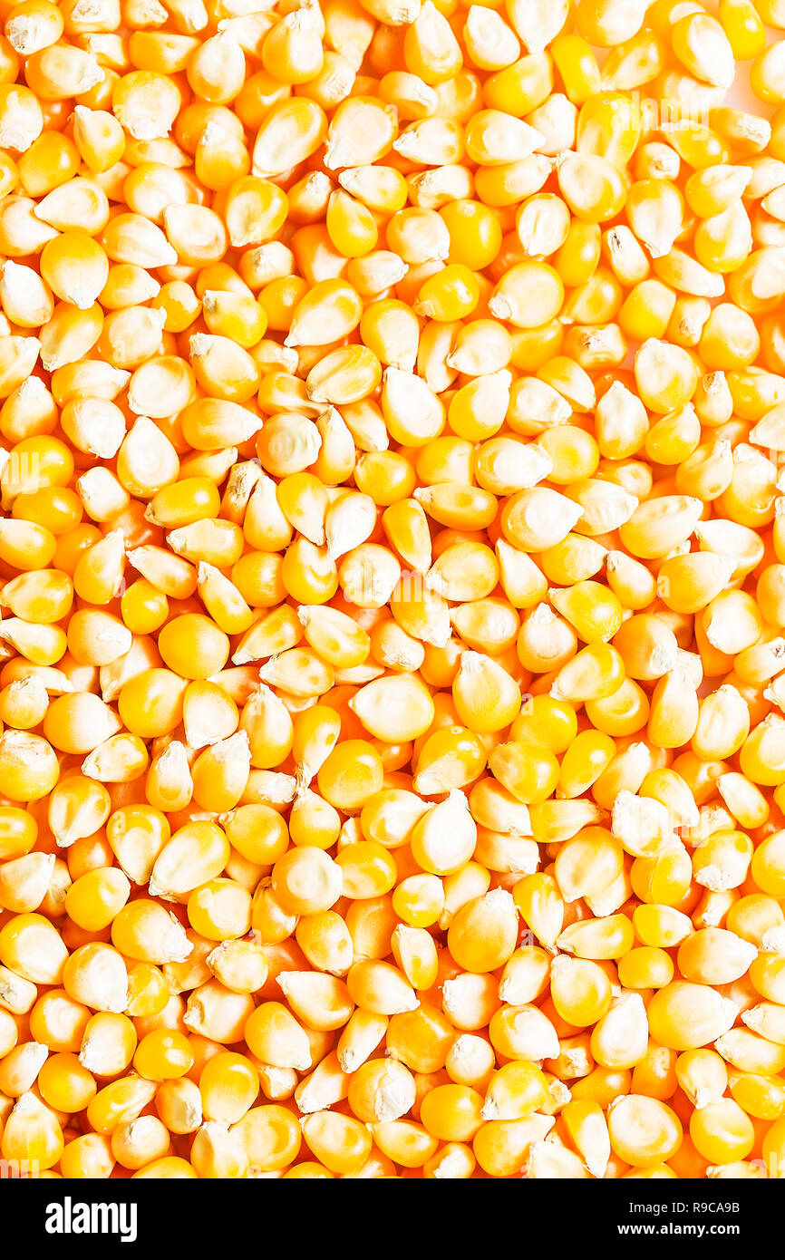 Background of golden raw corn kernels for popcorn or corn oil. Golden ...