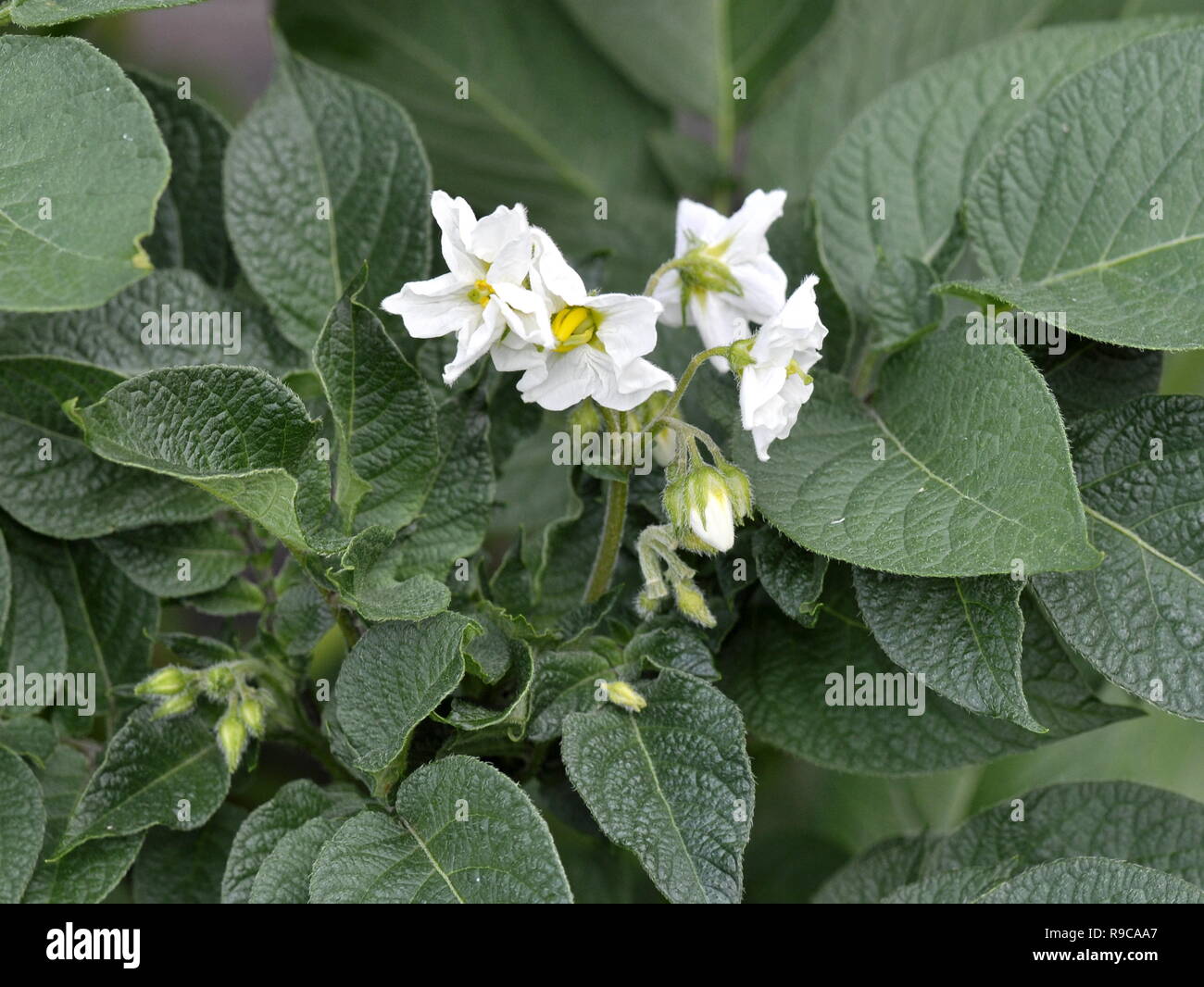 White flowers on a potato plant Stock Photo Alamy