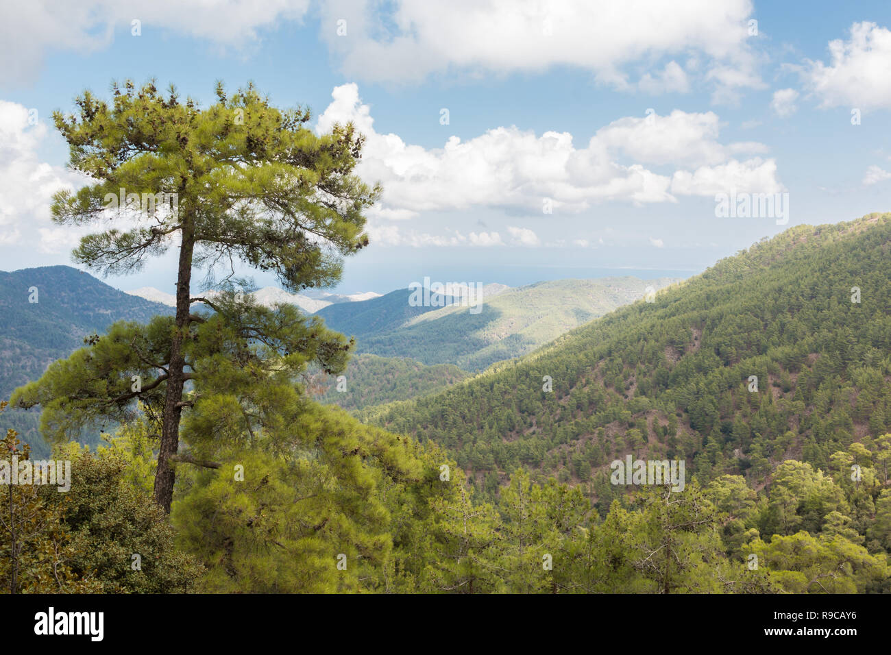 Black pine (Pinus nigra) growing in hilly landscape at Troodos mountains, Cyprus. Stock Photo
