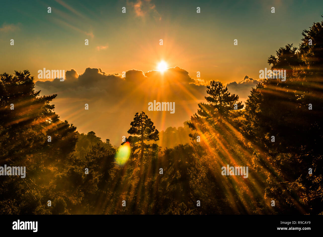 Sunset Forest With Sunrays Through Treetops In Cyprus Dramatic Hdr Shot Stock Photo Alamy