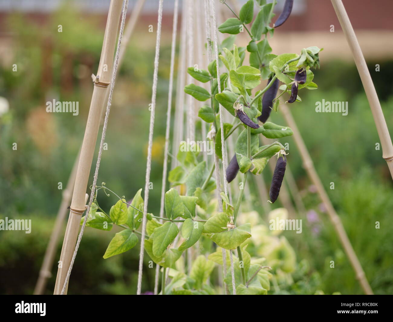 permaculture garden with beans and flowers Stock Photo