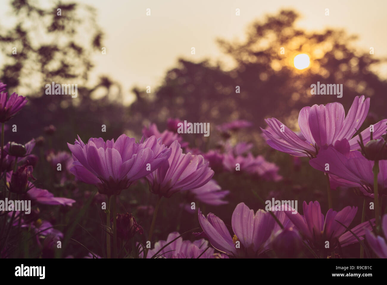 Beautiful cosmos flower sunrise hi-res stock photography and images - Alamy