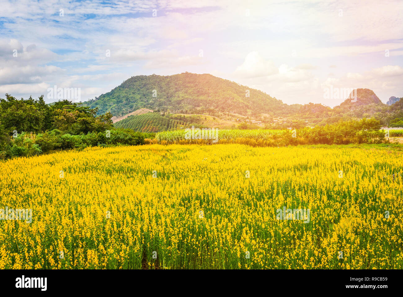 sunset landscape yellow field background / field of flowers and sunset  nature sky hill background - Sunhemp field yellow or Crotalaria juncea  plant Stock Photo - Alamy