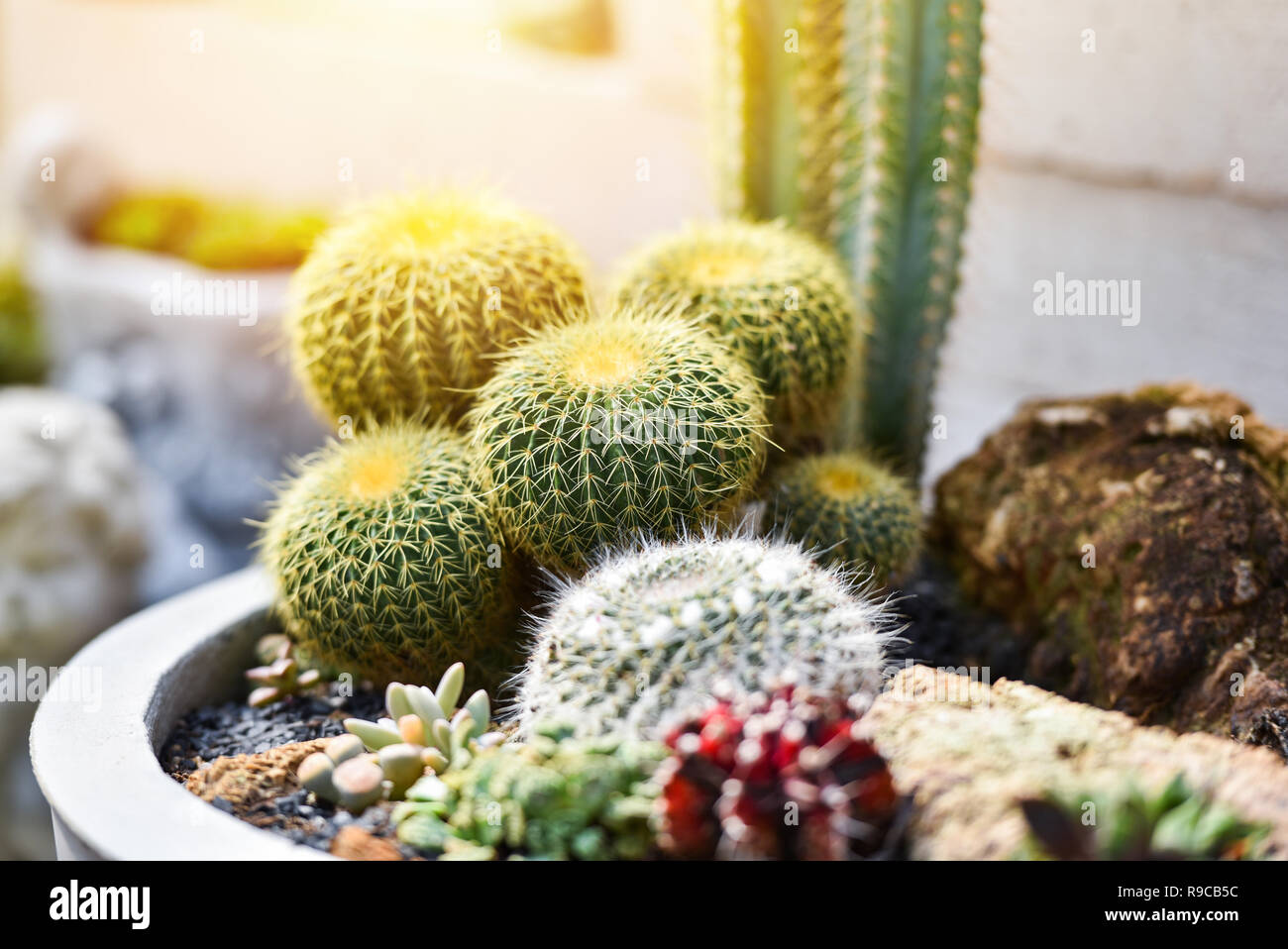 Cactus In Home Little Cactus Plant In Pot Decorate Garden Home