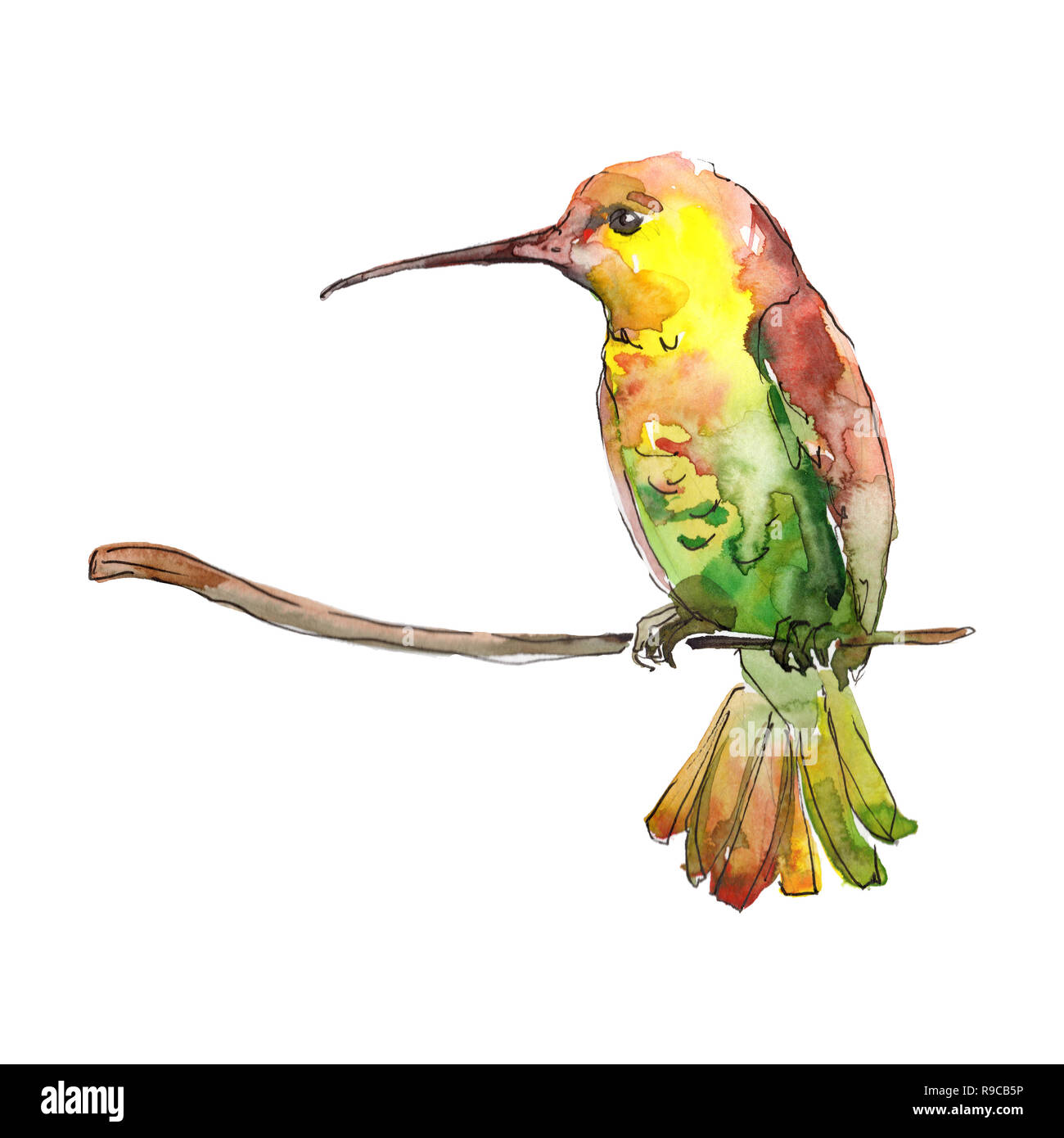 Download Hummingbird Bird Hand High Resolution Stock Photography And Images Alamy