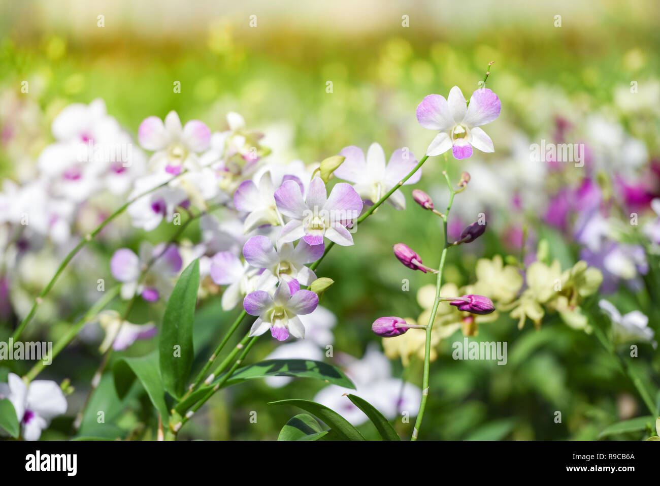 Blossom Flowers Chelsea Notebook in Panama in