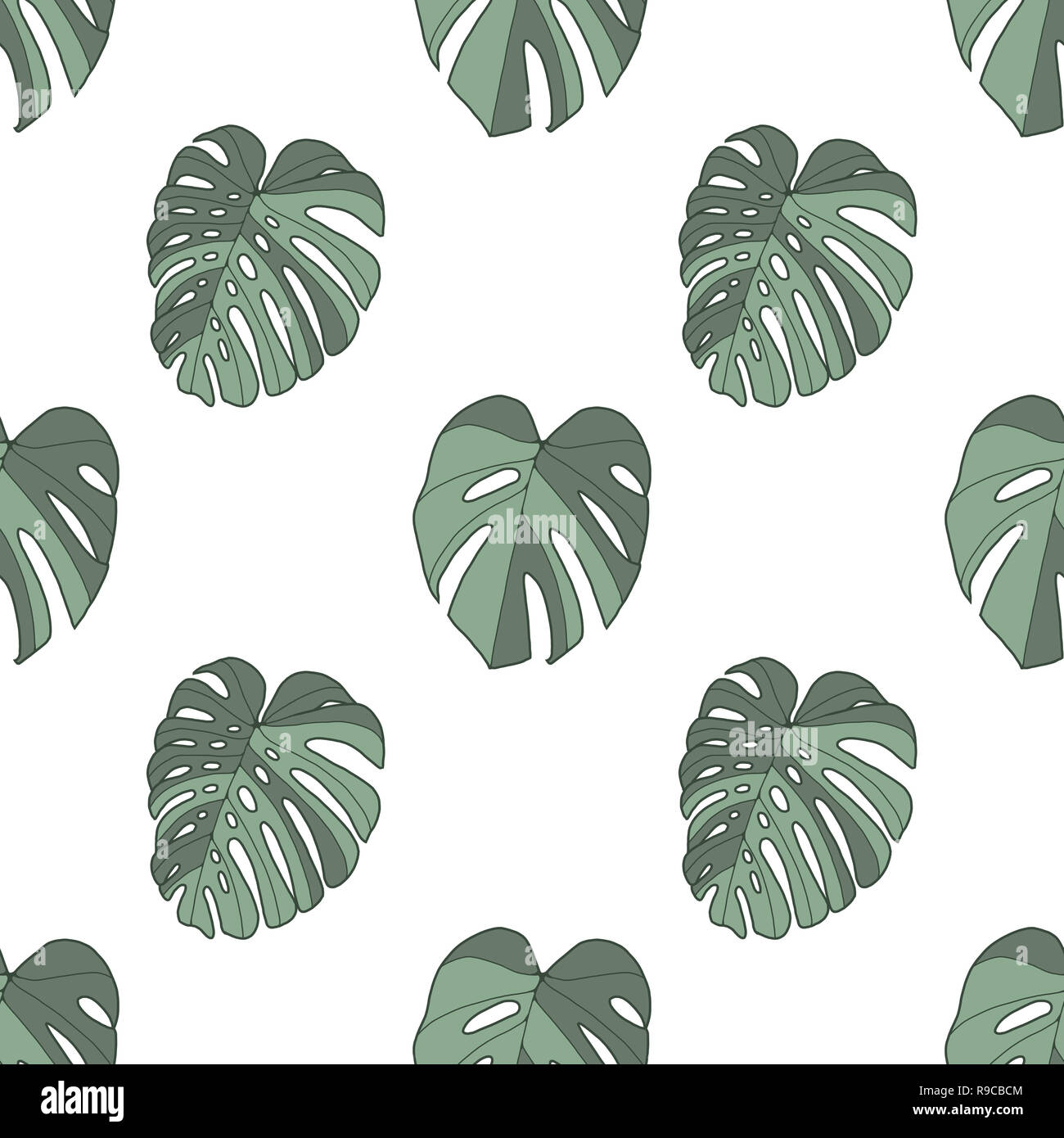 monstera stick Swiss Cheese Plant (Monstera deliciosa) | Moss Stick, 1.2–1.4 m main image 1