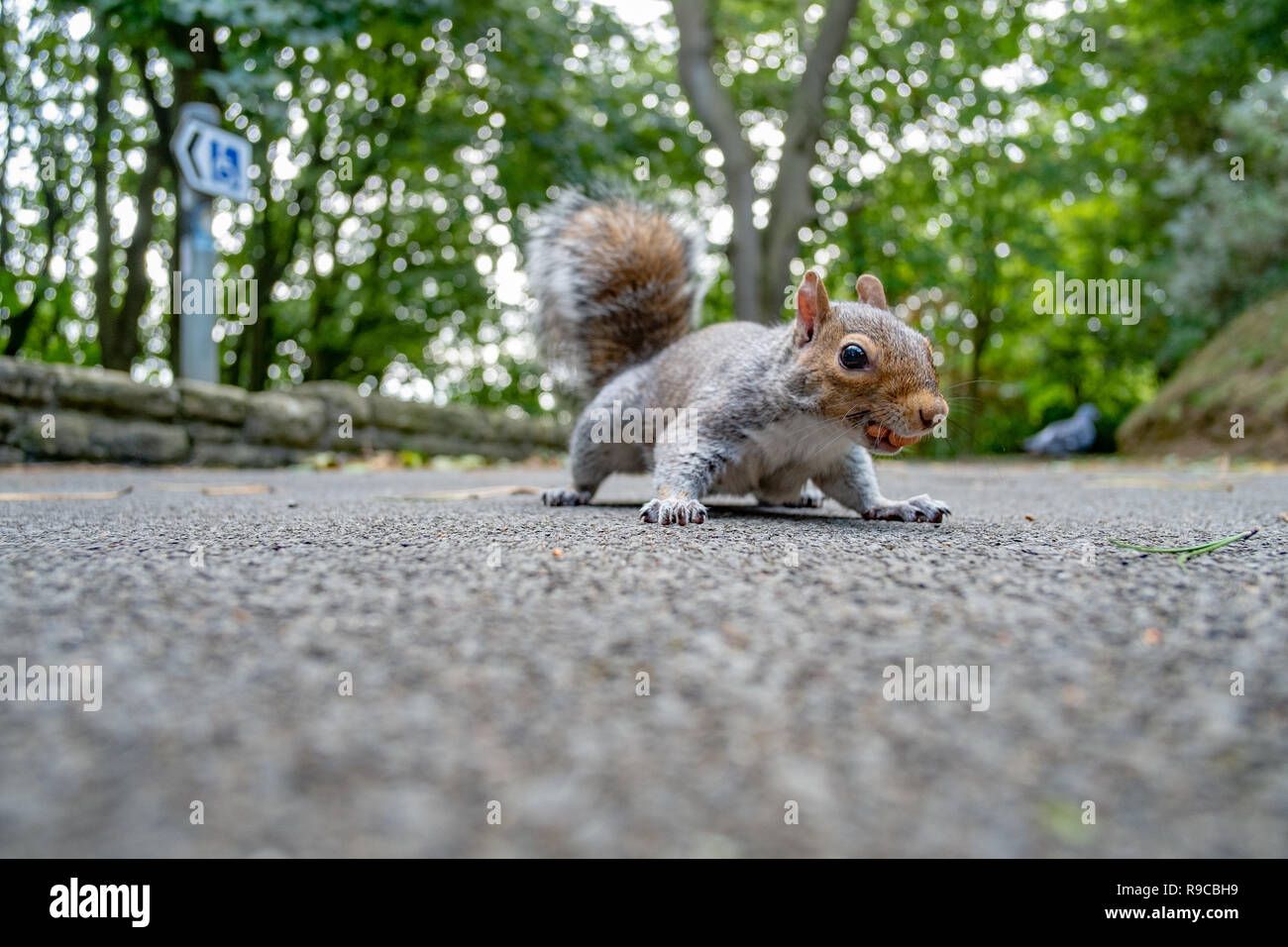 Low down angle shot of grey squirrel on path Stock Photo