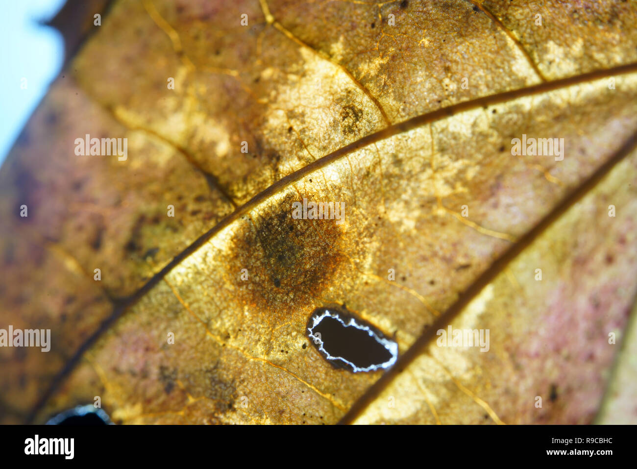 The decomposition of the foliage begins when the leaves are on the ground, by fungi, bacteria and mites Stock Photo