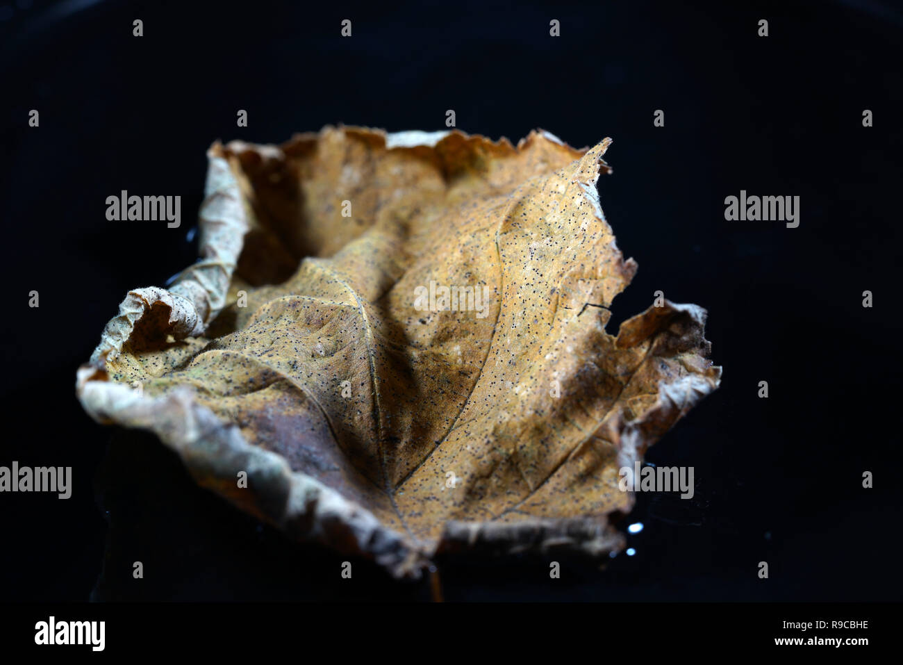 The decomposition of the foliage begins when the leaves are on the ground, by fungi, bacteria and mites Stock Photo