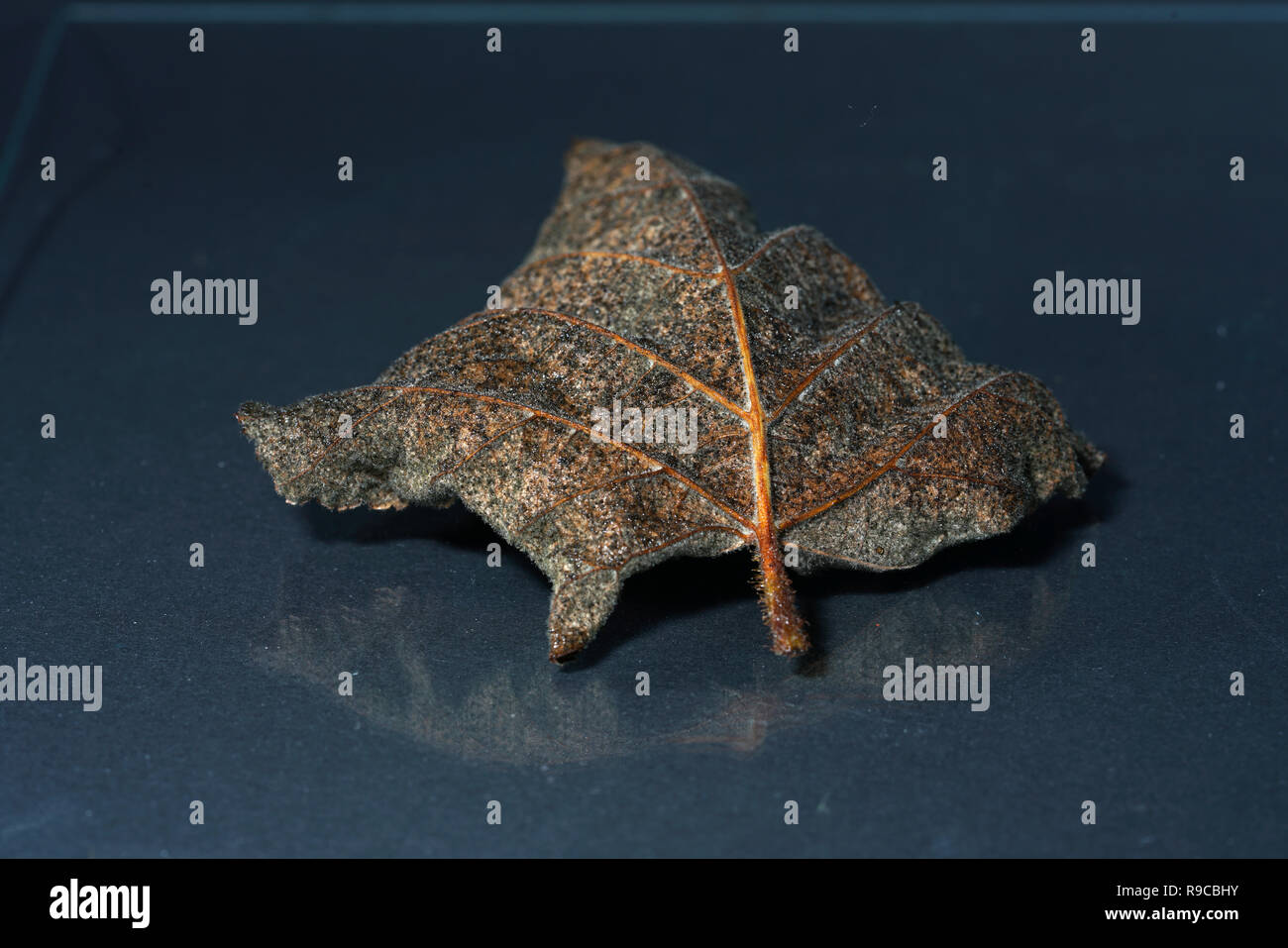 The decomposition of the foliage begins when the leaves are on the ground, by fungi, bacteria and mites Stock Photo