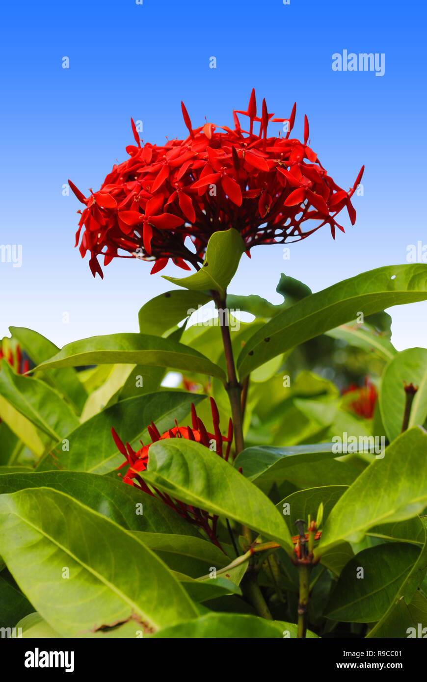 Dwarf Red Ixora flowers Latin name Ixora taiwanensis Stock Photo - Alamy