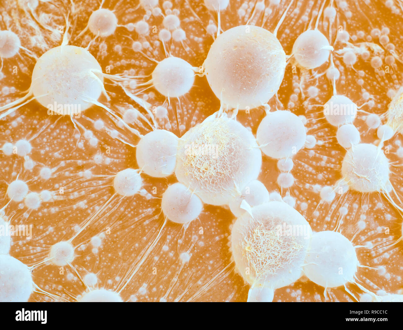 T cells attack cancer hi-res stock photography and images - Alamy