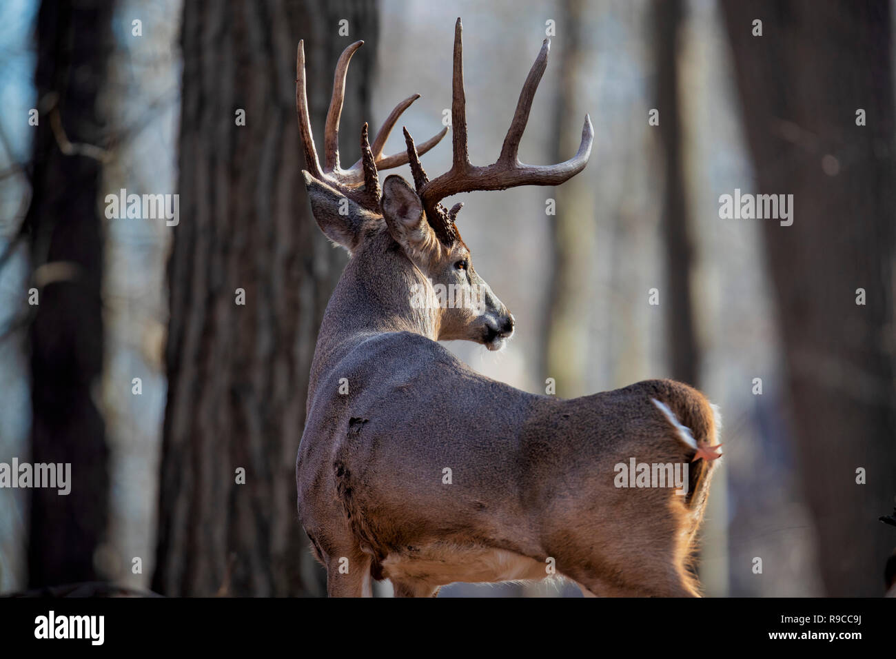 An old buck whitetail deer looking in the distance. Stock Photo